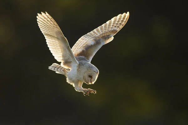 Barn Owl (Tyto alba), (C), Hampshire, England, UK