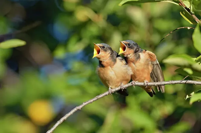 Framed Print : Barn swallow (Hirundo rustica) Fledglings out of the nest waiting to be fed by parent bird, Buffalo Pound Provincial Park, Saskatchewan, Canada Framed Print : Barn swallow (Hirundo rustica) Fledglings out of the nest waiting to be fed by parent bird, Buffalo Pound Provincial Park, Saskatchewan, Canada