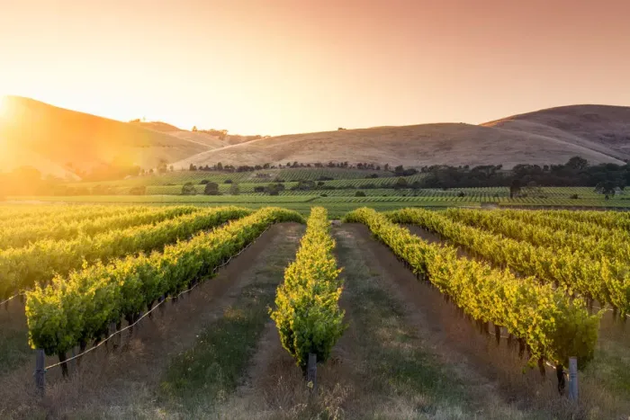 Framed Print : Barossa Valley, South Australia, Australia. Jacobs Creek vineyard at sunrise Framed Print : Barossa Valley, South Australia, Australia. Jacobs Creek vineyard at sunrise