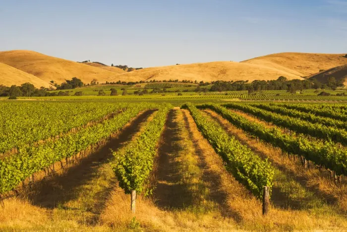Framed Print : Barossa Valley, South Australia, Australia. Jacobs Creek vineyard at sunset Framed Print : Barossa Valley, South Australia, Australia. Jacobs Creek vineyard at sunset