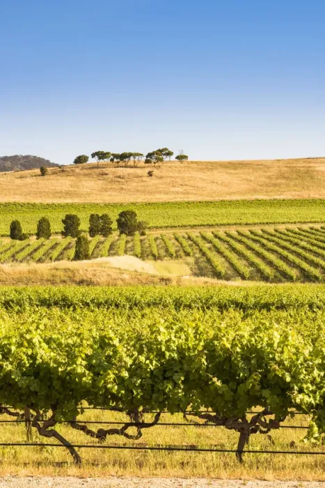 Framed Print : Barossa Valley, South Australia, Australia. Vineyard Framed Print : Barossa Valley, South Australia, Australia. Vineyard