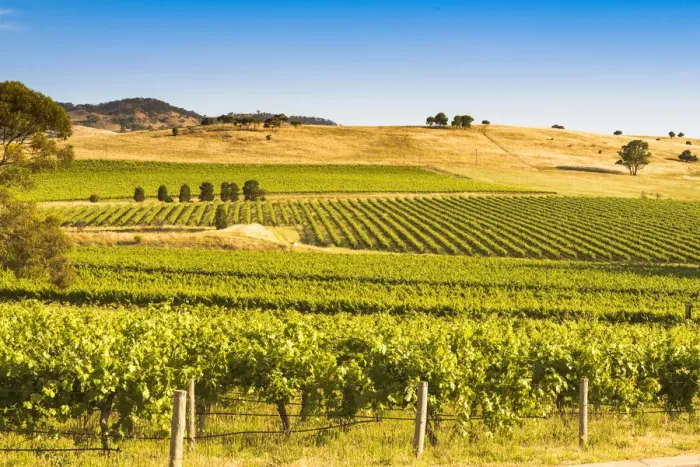 Framed Print : Barossa Valley, South Australia, Australia. Vineyard Framed Print : Barossa Valley, South Australia, Australia. Vineyard