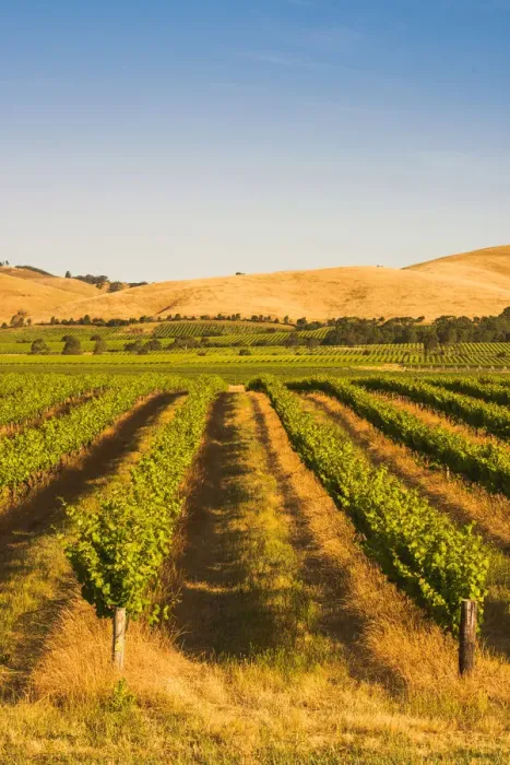 Framed Print : Barossa Valley, South Australia, Australia. Jacobs Creek vineyard at sunset Framed Print : Barossa Valley, South Australia, Australia. Jacobs Creek vineyard at sunset