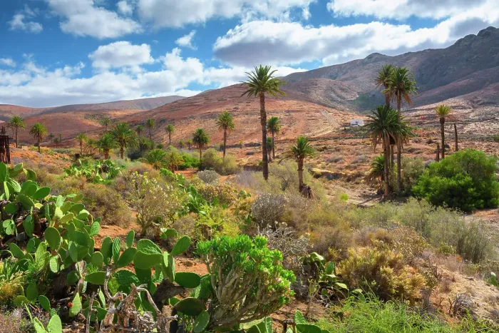 Framed Print : Barranco de Las Penitas or the Palm Valley, Fuerteventura, Canary Islands, Spain
