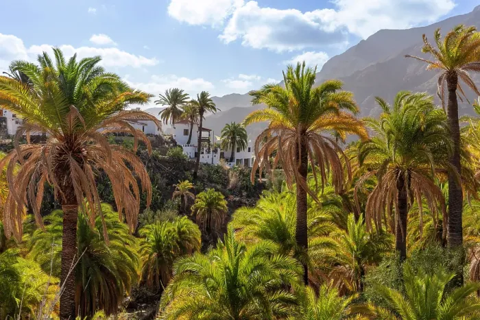 Framed Print : Barranco near Fataga, Valley of a thousand palm trees, Gran Canaria, Canary Islands, Spain Framed Print : Barranco near Fataga, Valley of a thousand palm trees, Gran Canaria, Canary Islands, Spain