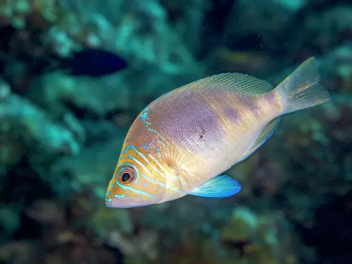 Framed Print : Barred Hamlet (Hypoplectrus puella), Grand Cayman, Cayman Islands, British West Indies Framed Print : Barred Hamlet (Hypoplectrus puella), Grand Cayman, Cayman Islands, British West Indies