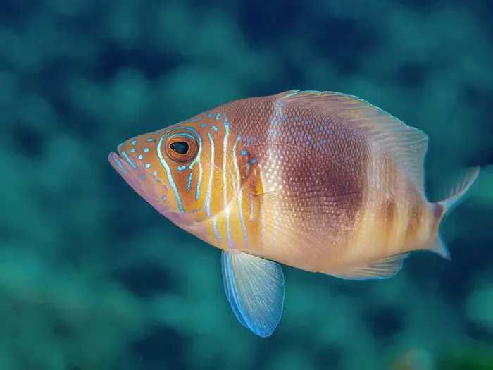 Framed Print : Barred Hamlet (Hypoplectrus puella), Grand Cayman, Cayman Islands, British West Indies Framed Print : Barred Hamlet (Hypoplectrus puella), Grand Cayman, Cayman Islands, British West Indies