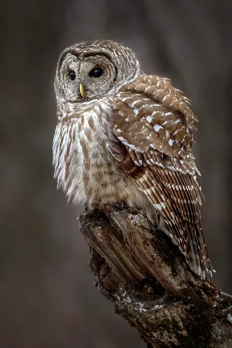 Framed Print : Barred Owl perched on a tree in Ontario, Canada Framed Print : Barred Owl perched on a tree in Ontario, Canada