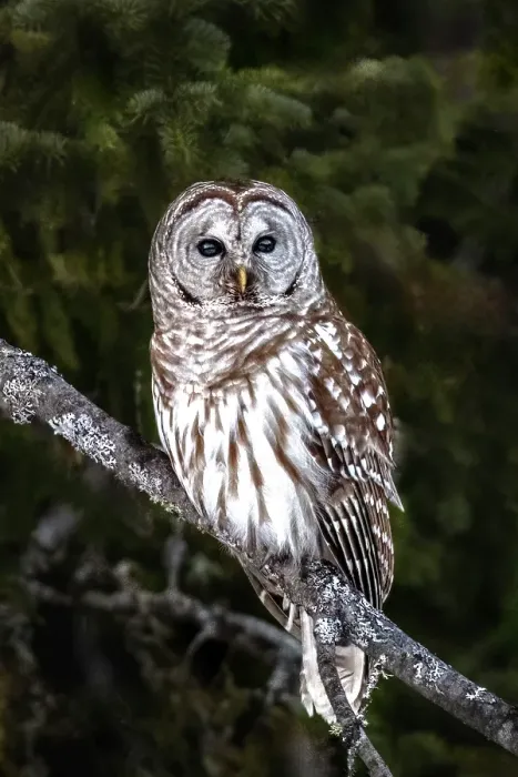 Framed Print : Barred Owl perched on a tree in Ontario, Canada Framed Print : Barred Owl perched on a tree in Ontario, Canada