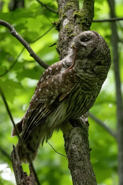 Framed Print : Barred Owl perched on a tree in Ontario, Canada Framed Print : Barred Owl perched on a tree in Ontario, Canada