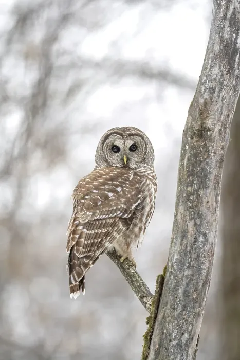 Framed Print : A barred owl perched in a tree in winter in Ontario, Canada Framed Print : A barred owl perched in a tree in winter in Ontario, Canada