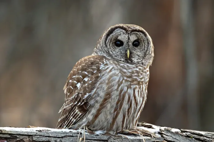 Framed Print : A barred owl sits on a log in winter in Ontario Canada