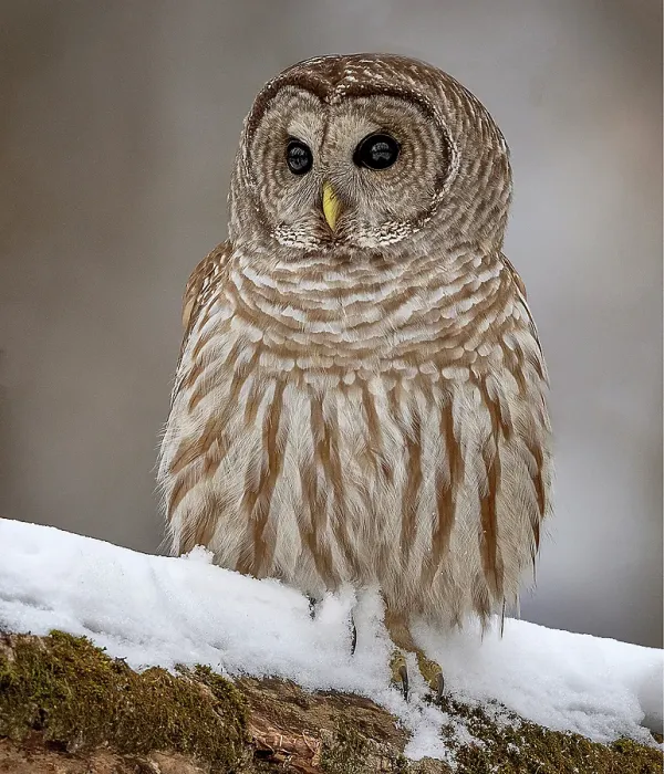 Framed Print : A barred owl sits in winter on. tree in Ontario Canada Framed Print : A barred owl sits in winter on. tree in Ontario Canada