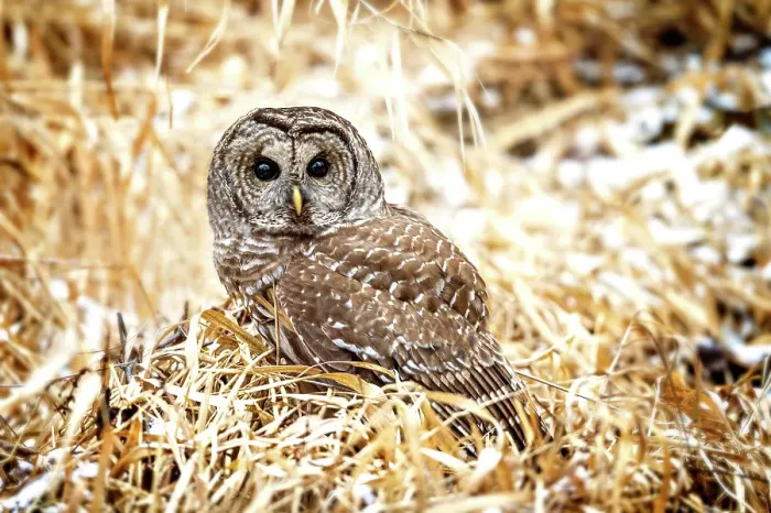 Framed Print : A barred owl sitsing in the frozen grass in Ontario, Canada Framed Print : A barred owl sitsing in the frozen grass in Ontario, Canada