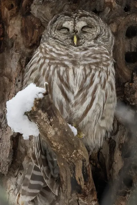 Framed Print : A barred owl sleeps in.a snow covered tree in Ontario Canada Framed Print : A barred owl sleeps in.a snow covered tree in Ontario Canada