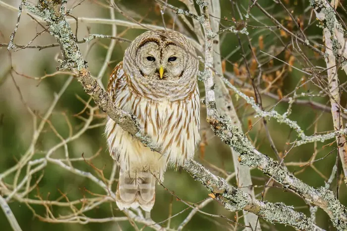 Framed Print : Barred owl (Strix varia) Backyard winter visitor hunting in the vicinity of a bird feeder, Greater Sudbury, Ontario, Canada Framed Print : Barred owl (Strix varia) Backyard winter visitor hunting in the vicinity of a bird feeder, Greater Sudbury, Ontario, Canada