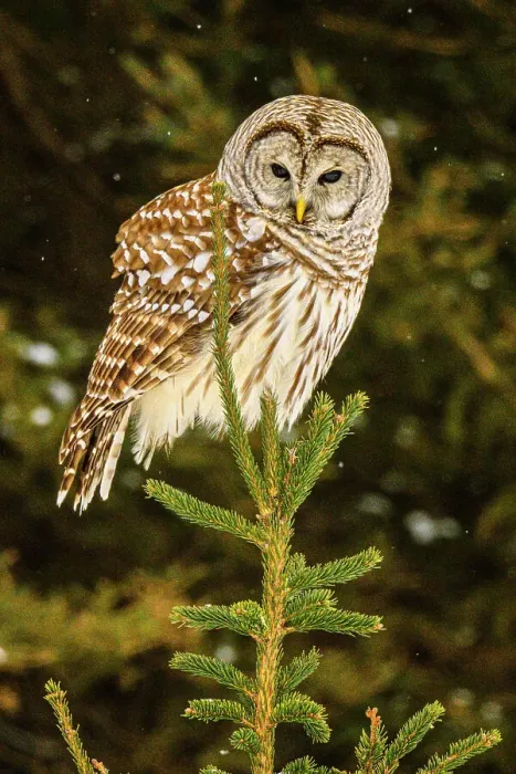 Framed Print : Barred owl (Strix varia) Backyard winter visitor hunting in the vicinity of a bird feeder, Greater Sudbury, Ontario, Canada Framed Print : Barred owl (Strix varia) Backyard winter visitor hunting in the vicinity of a bird feeder, Greater Sudbury, Ontario, Canada
