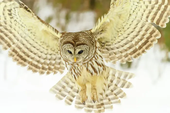 Framed Print : Barred owl (Strix varia) in flight. Greater Sudbury, Ontario, Canada Framed Print : Barred owl (Strix varia) in flight. Greater Sudbury, Ontario, Canada