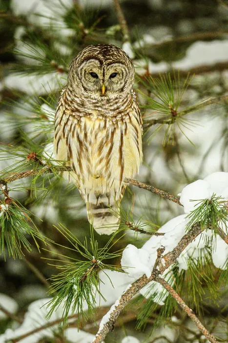 Framed Print : Barred owl (Strix varia), Greater Sudbury, Ontario, Canada Framed Print : Barred owl (Strix varia), Greater Sudbury, Ontario, Canada
