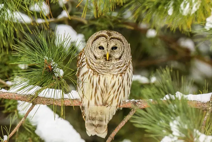 Framed Print : Barred owl (Strix varia), Greater Sudbury, Ontario, Canada Framed Print : Barred owl (Strix varia), Greater Sudbury, Ontario, Canada