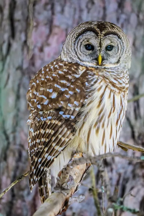 Framed Print : Barred owl (Strix varia), Greater Sudbury, Ontario, Canada