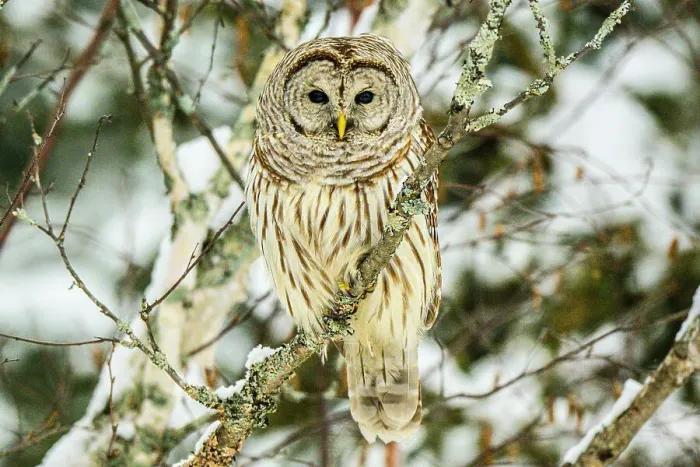 Framed Print : Barred owl (Strix varia) Hunting in winter, Greater Sudbury, Ontario, Canada Framed Print : Barred owl (Strix varia) Hunting in winter, Greater Sudbury, Ontario, Canada