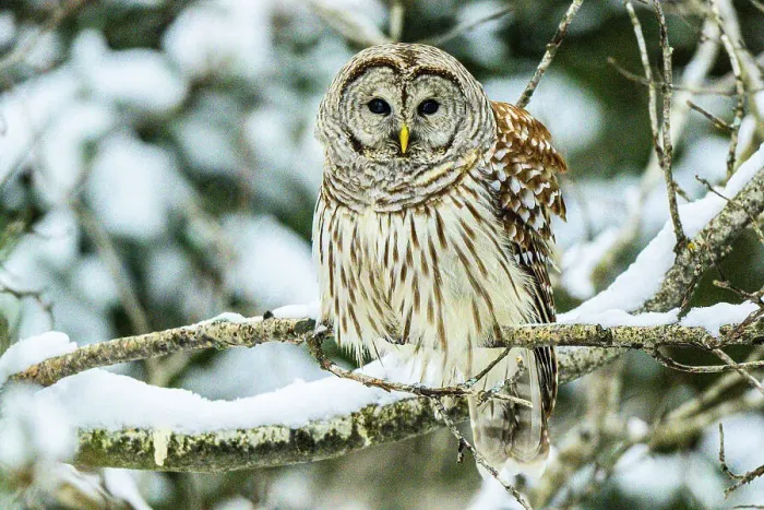 Framed Print : Barred owl (Strix varia) Hunting in winter, Greater Sudbury, Ontario, Canada Framed Print : Barred owl (Strix varia) Hunting in winter, Greater Sudbury, Ontario, Canada