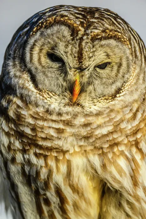 Framed Print : Barred owl (Strix varia) hunting in winter, Greater Subdury, Ontario, Canada Framed Print : Barred owl (Strix varia) hunting in winter, Greater Subdury, Ontario, Canada