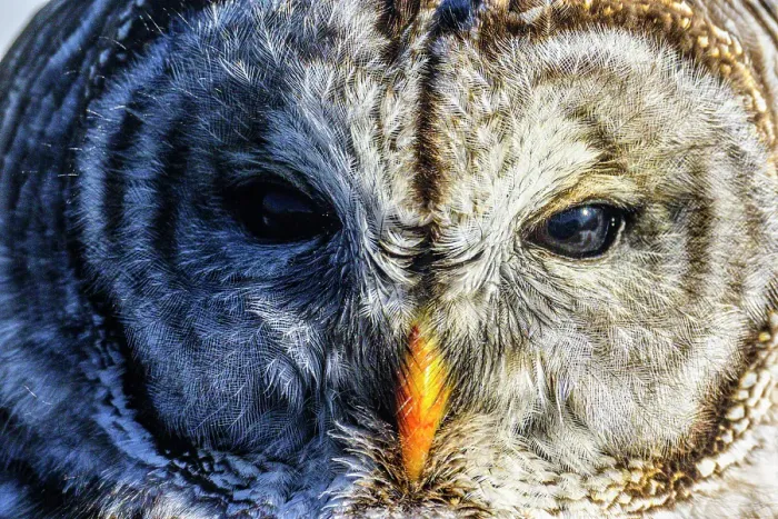 Framed Print : Barred owl (Strix varia) hunting in winter, Greater Subdury, Ontario, Canada Framed Print : Barred owl (Strix varia) hunting in winter, Greater Subdury, Ontario, Canada