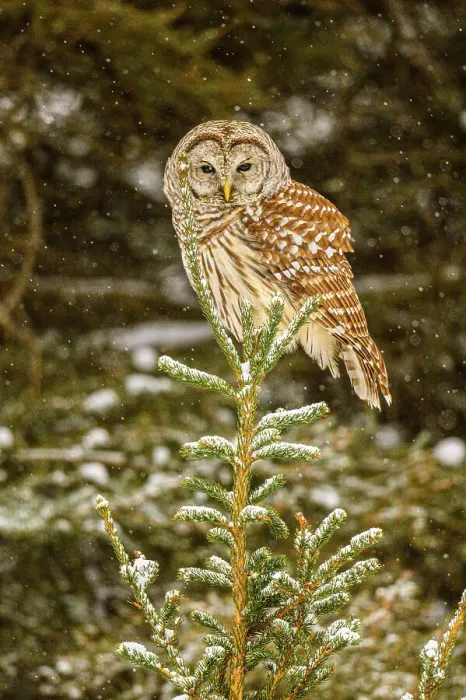 Framed Print : Barred owl (Strix varia) Perched in a winter tree, Greater Sudbury, Ontario, Canada Framed Print : Barred owl (Strix varia) Perched in a winter tree, Greater Sudbury, Ontario, Canada