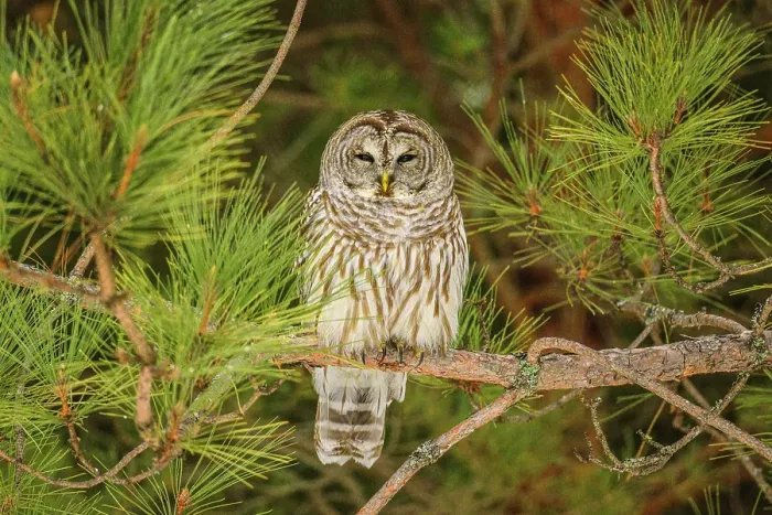 Framed Print : Barred owl (Strix varia). Roosting, Greater Sudbury, Ontario, Canada Framed Print : Barred owl (Strix varia). Roosting, Greater Sudbury, Ontario, Canada