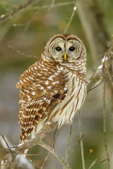 Framed Print : Barred owl (Strix varia) Roosting near bird feeder. Alert for rodents in the snow, Greater Sudbury, Ontario, Canada Framed Print : Barred owl (Strix varia) Roosting near bird feeder. Alert for rodents in the snow, Greater Sudbury, Ontario, Canada