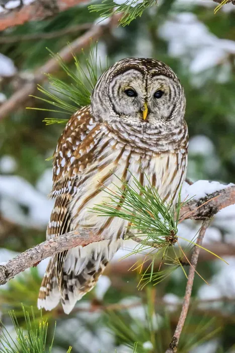 Framed Print : Barred owl (Strix varia) winter, Greater Sudbury, Ontario, Canada Framed Print : Barred owl (Strix varia) winter, Greater Sudbury, Ontario, Canada