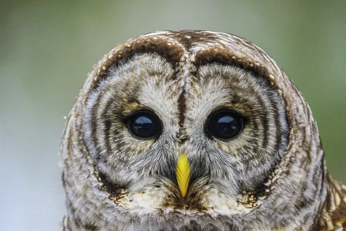 Framed Print : Barred owl (Strix varia) winter, Greater Sudbury, Ontario, Canada Framed Print : Barred owl (Strix varia) winter, Greater Sudbury, Ontario, Canada
