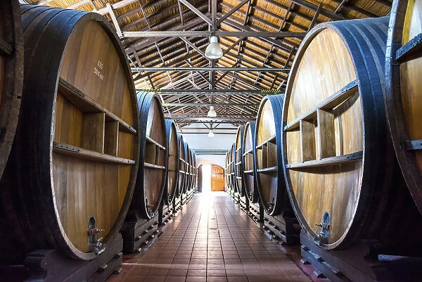 Barrels of Wine, Mendoza, Argentina, South America