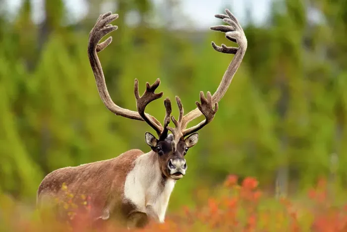 Framed Print : Barren Ground caribou (Rangifer tarandus) Bull in fall migration, Ennadai Lake, Nunavut, Canada