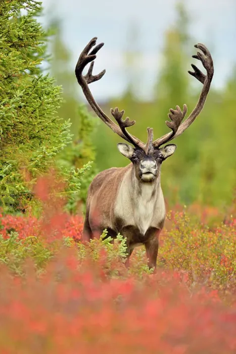 Framed Print : Barren Ground caribou (Rangifer tarandus) Bull in fall migration, Ennadai Lake, Nunavut, Canada Framed Print : Barren Ground caribou (Rangifer tarandus) Bull in fall migration, Ennadai Lake, Nunavut, Canada