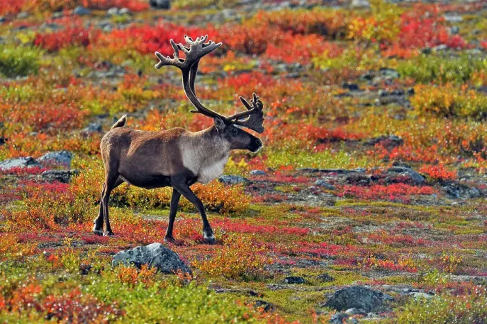 Framed Print : Barren Ground caribou (Rangifer tarandus) Bull in fall migration, Ennadai Lake, Nunavut, Canada