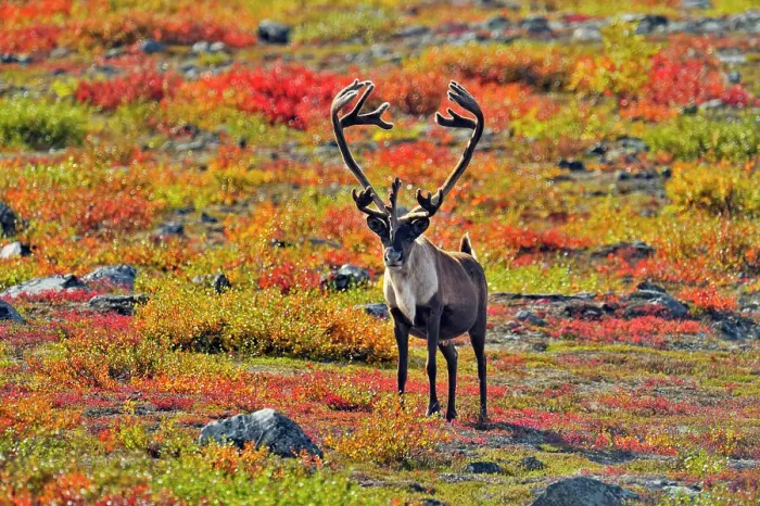 Framed Print : Barren Ground caribou (Rangifer tarandus) Bull in fall migration, Ennadai Lake, Nunavut, Canada