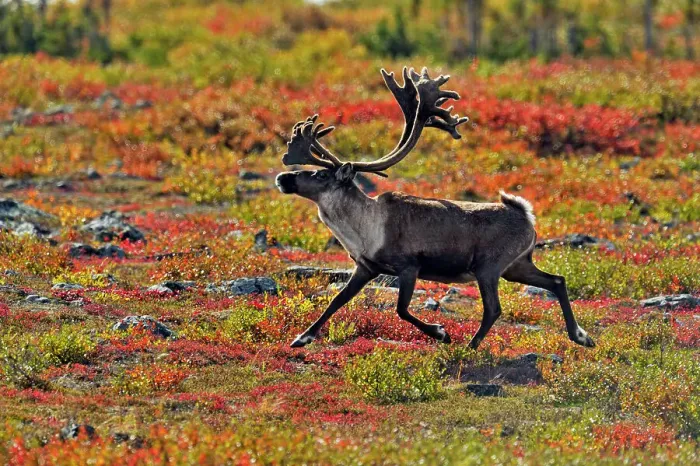 Framed Print : Barren Ground caribou (Rangifer tarandus) Bull in fall migration, Ennadai Lake, Nunavut, Canada Framed Print : Barren Ground caribou (Rangifer tarandus) Bull in fall migration, Ennadai Lake, Nunavut, Canada