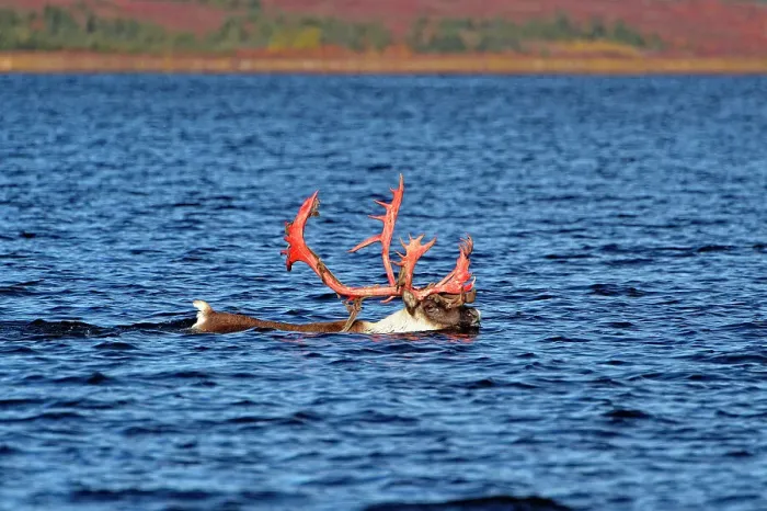 Framed Print : Barrenground caribou (Rangifer tarandus groenlandicus) Qamanirjuaq herd Bull in autumn migration swimming across Ennadai Lake, Arctic Haven Lodge, Ennadai Lake, Nunavut, Canada