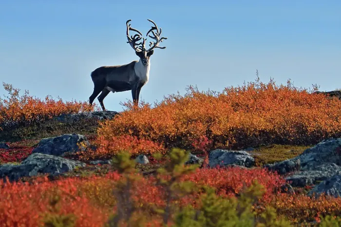 Framed Print : Barrenground caribou (Rangifer tarandus groenlandicus) Qamanirjuaq herd bull with atypical rack in autumn migration near Ennadai Lake, Arctic Haven Lodge, Ennadai Lake, Nunavut, Canada Framed Print : Barrenground caribou (Rangifer tarandus groenlandicus) Qamanirjuaq herd bull with atypical rack in autumn migration near Ennadai Lake, Arctic Haven Lodge, Ennadai Lake, Nunavut, Canada