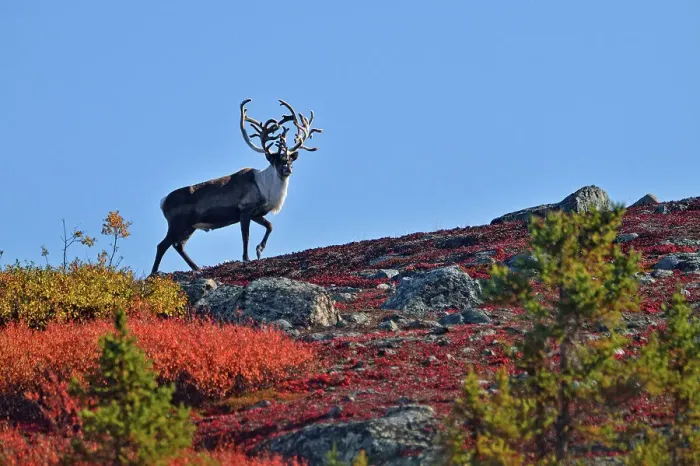 Framed Print : Barrenground Caribou (Rangifer tarandus groenlandicus) Qamanirjuaq herd bull with atypical antlers in autumn migration near Ennadai Lake, Arctic Haven Lodge, Ennadai Lake, Nunavut, Canada Framed Print : Barrenground Caribou (Rangifer tarandus groenlandicus) Qamanirjuaq herd bull with atypical antlers in autumn migration near Ennadai Lake, Arctic Haven Lodge, Ennadai Lake, Nunavut, Canada