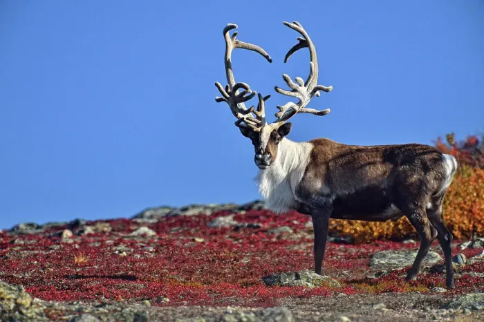Framed Print : Barrenground Caribou (Rangifer tarandus groenlandicus) Qamanirjuaq herd bull with atypical antlers in autumn migration near Ennadai Lake, Arctic Haven Lodge, Ennadai Lake, Nunavut, Canada Framed Print : Barrenground Caribou (Rangifer tarandus groenlandicus) Qamanirjuaq herd bull with atypical antlers in autumn migration near Ennadai Lake, Arctic Haven Lodge, Ennadai Lake, Nunavut, Canada