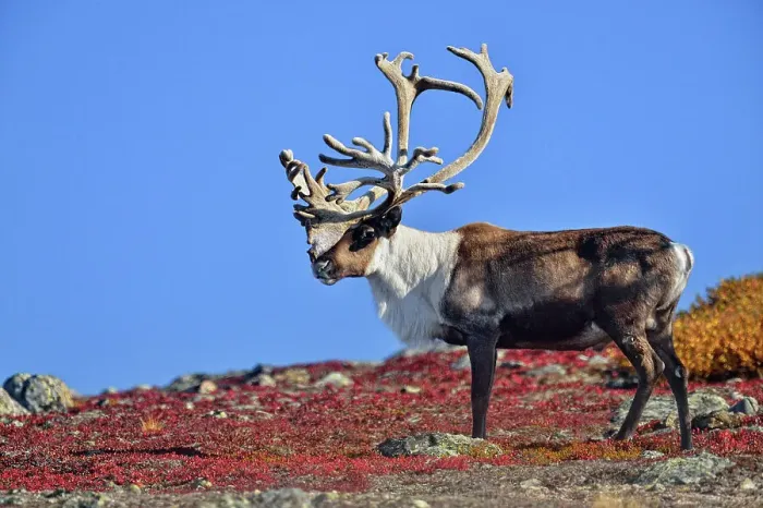 Framed Print : Barrenground Caribou (Rangifer tarandus groenlandicus) Qamanirjuaq herd bull with atypical antlers in autumn migration near Ennadai Lake, Arctic Haven Lodge, Ennadai Lake, Nunavut, Canada