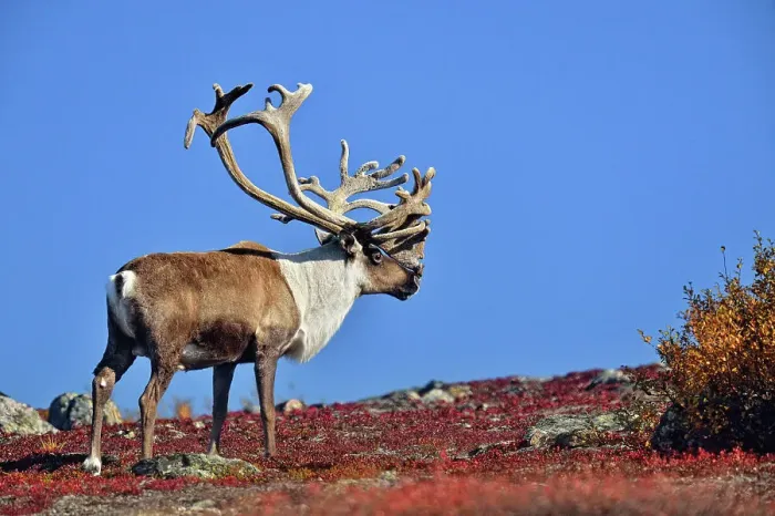 Framed Print : Barrenground Caribou (Rangifer tarandus groenlandicus) Qamanirjuaq herd bull with atypical antlers in autumn migration near Ennadai Lake, Arctic Haven Lodge, Ennadai Lake, Nunavut, Canada