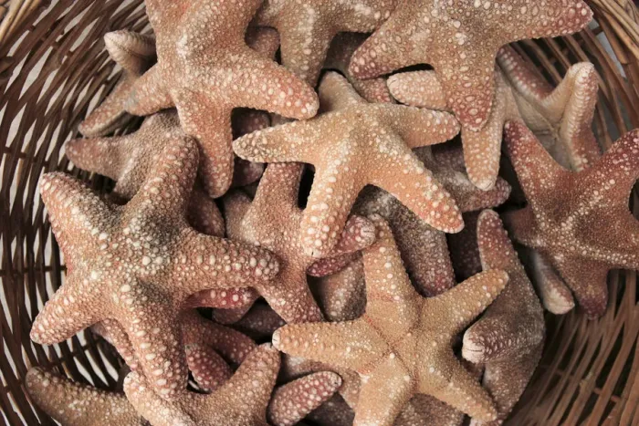 Framed Print : A basket of Starfishes, Rethymnon Old Town, Crete, Greece Framed Print : A basket of Starfishes, Rethymnon Old Town, Crete, Greece