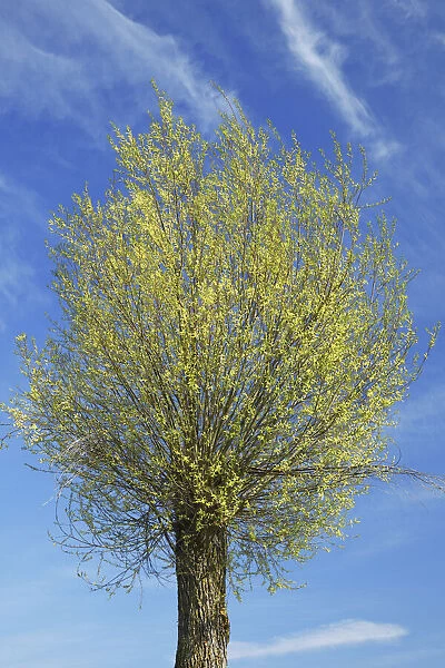 Basket willow in bloom - Germany, Bavaria, Upper Bavaria, Dachau, Vierkirchen, Rettenbach