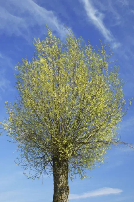 Framed Print : Basket willow in bloom - Germany, Bavaria, Upper Bavaria, Dachau, Vierkirchen, Rettenbach