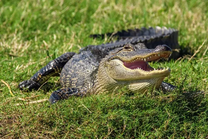 Framed Print : Basking alligator (Alligator mississipiensis), Cameron Prairie NWR, Louisiana, USA Framed Print : Basking alligator (Alligator mississipiensis), Cameron Prairie NWR, Louisiana, USA
